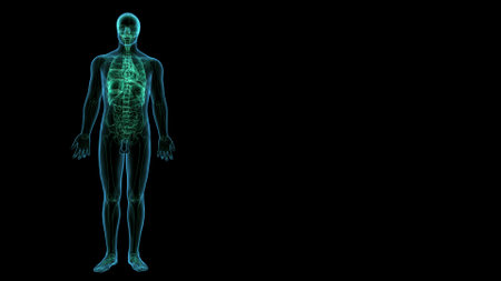 Human body anatomy x-ray with visible skeleton isolated on black backgroundの写真素材