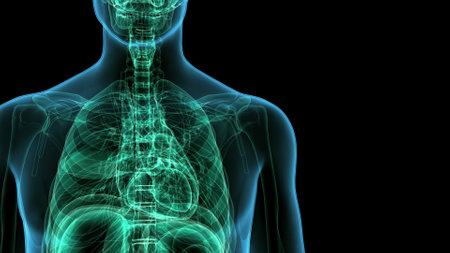 Human Respiratory System Anatomy For Medical Concept 3D Illustrationの写真素材