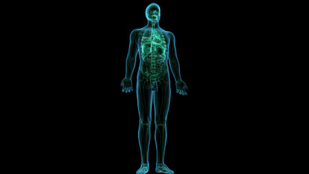 Human Body Organs Anatomy with visible skeleton isolated on black backgroundの写真素材