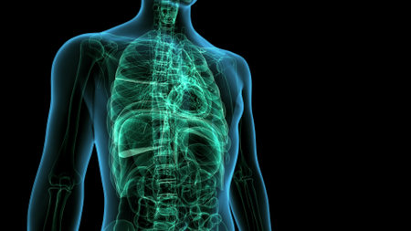Human Organs - Muscles Anatomy (Lungs)の写真素材