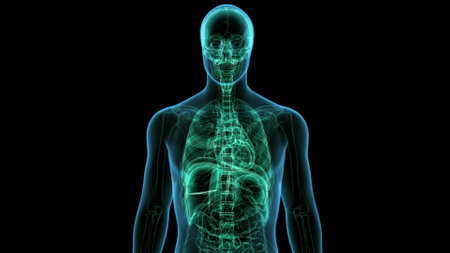Human Organs Anatomy (Lungs) For Medical Concept 3D Illustrationの写真素材