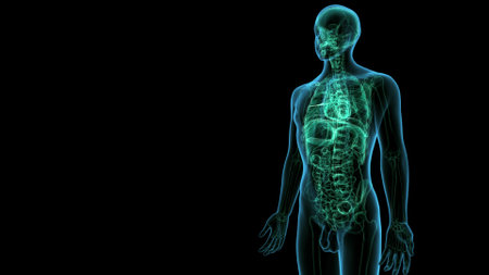 Human skeleton anatomy x-ray of the digestive system. 3D Renderingの写真素材