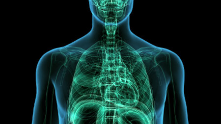 Human Body Organs Anatomy For Medical Concept 3D Illustrationの写真素材