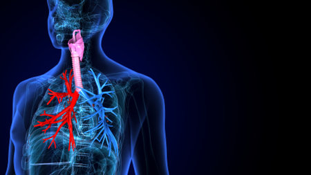 Human Respiratory System Anatomy For Medical Concept 3D Illustrationの写真素材