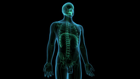 Human skeleton anatomy, x-ray view, isolated on black backgroundの写真素材