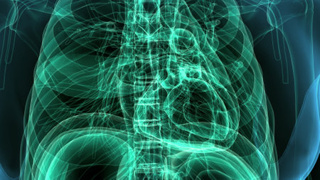 Human Skeleton Vertebral Columns Anatomy For Medical Conceptの写真素材