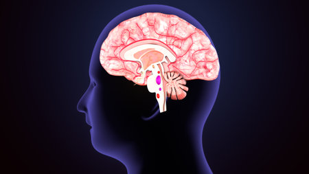 Human Brain Anatomy, 3D Illustration of Human Brain Anatomyの写真素材