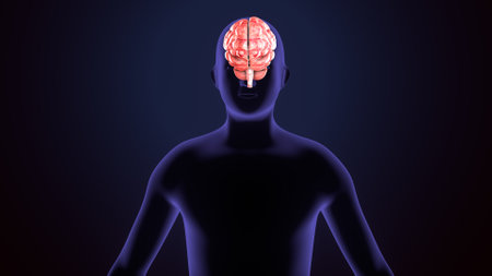 Human Brain Anatomy For Medical Concept 3D Illustration Mockupの写真素材