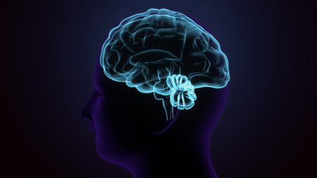 Human brain anatomy on dark blue background. 3D Rendering.の写真素材