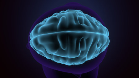 Human Brain Anatomy For Medical Concept 3D Illustration Design.