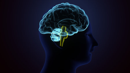 Human brain with glowing yellow brain on dark background, 3D renderingの写真素材