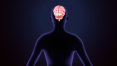 Human Brain Anatomy For Medical Concept 3D Illustration Design.の写真素材