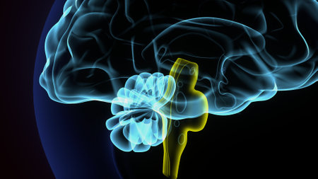 X-Ray image of the human brain. 3D illustration.の写真素材