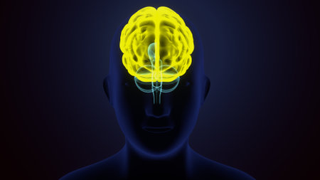 Human brain on dark background, 3D rendering. Computer digital drawing.の写真素材