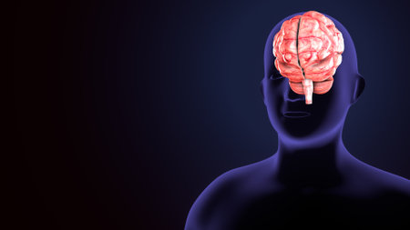 Human Brain Anatomy For Medical Concept 3D Illustration Design.の写真素材
