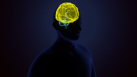 Human Brain Anatomy with blue background. 3D Rendering.の写真素材