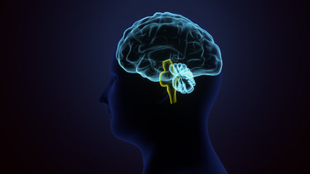 Human brain on dark background, 3D rendering. Computer digital drawing.の写真素材