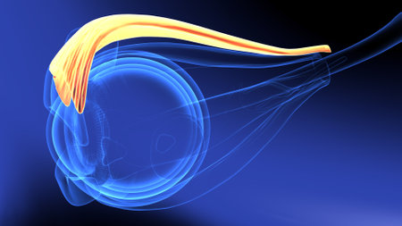 Digital illustration of  spinal cord  in colour  back  backgroundの写真素材