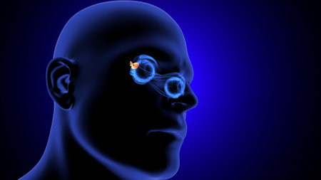 Human Brain Anatomy, 3D Rendering, Medical Concept.の写真素材