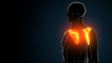 Human Skeleton with highlighted liver anatomy on dark background. 3D Renderingの写真素材