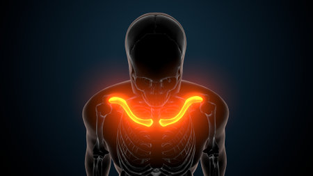 Human Anatomy - Male Muscles with glowing ligaments on dark backgroundの写真素材