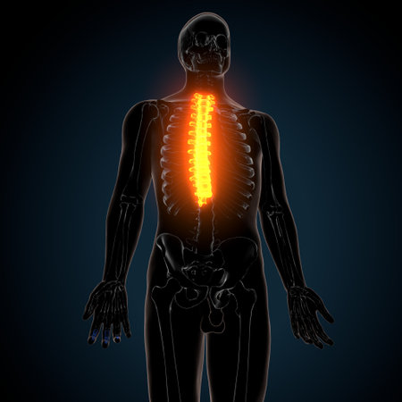 Human skeleton anatomy x-ray view on dark background. 3D rendering