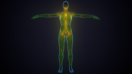 Human skeleton anatomy with muscles and circulatory system. 3D renderingの写真素材