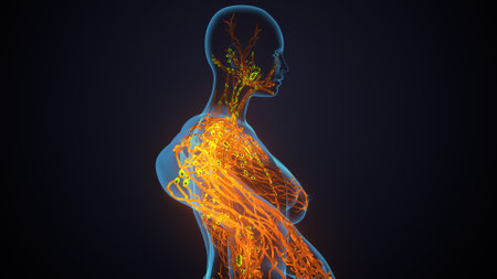 Human Organs Anatomy With Nervous System For Medical Concept 3D Illustrationの写真素材