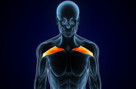 Human Skeleton anatomy x-ray view on dark blue background.の写真素材