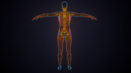 Human Body Organs Anatomy For Medical Concept 3D Illustrationの写真素材
