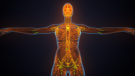 Human Lymph Nodes Anatomy For Medical Concept 3D Illustrationの写真素材