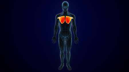 Human Liver Anatomy with body lateral view for medical and health concept