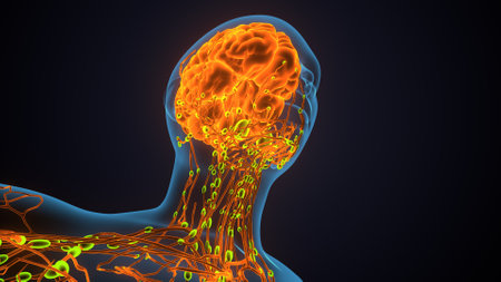 Human Brain Anatomy with neurons and nervous system. 3D Renderingの写真素材