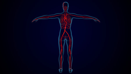 Human Body Anatomy For Medical Concept. 3D Illustration.の写真素材