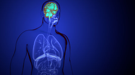 Human Respiratory System Anatomy For Medical Concept 3D Illustrationの写真素材