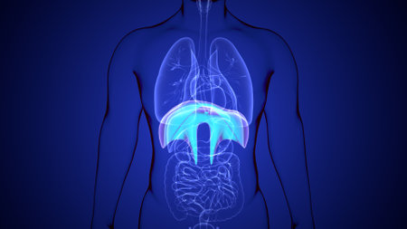 Human Liver Anatomy (Lungs) For Medical Concept 3D Illustrationの写真素材