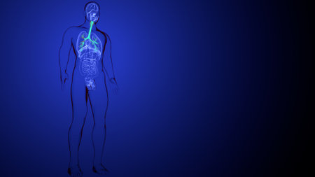 Human Organs Anatomy With Nervous System For Medical Conceptの写真素材