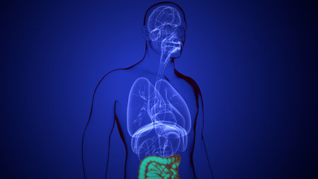 Human Digestive System Anatomy For Medical Concept 3D Illustrationの写真素材