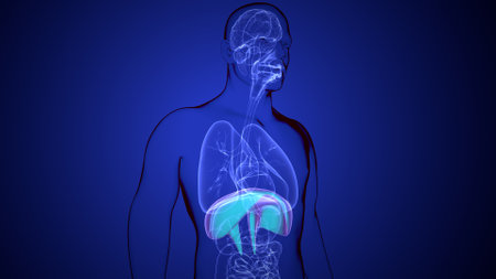Human Liver Anatomy (Lungs) 3D Renderingの写真素材