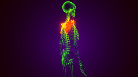 Human Skeleton Skull Bone Anatomy For Medical Concept 3D Illustrationの写真素材