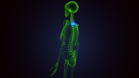 Human skeleton anatomy with glowing bones, 3D illustration, medical conceptの写真素材
