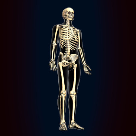 Human skeleton anatomy on dark background. 3D illustration, 3D renderingの写真素材