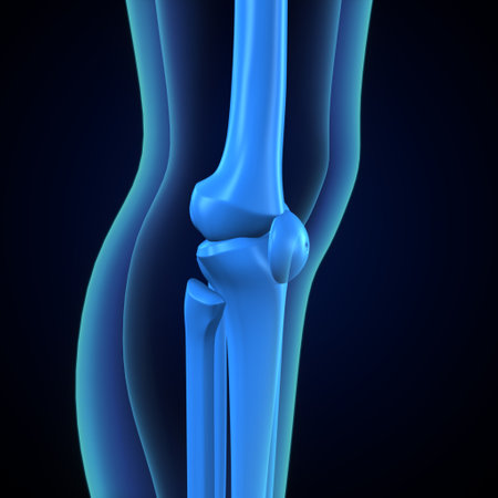 X-ray of human knee. 3D illustration. Blue background.の写真素材