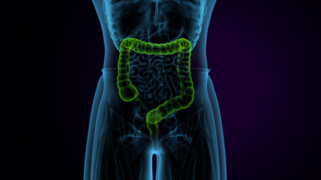 Large Intestine 3D Illustration Human Digestive System Anatomy For Medical Concept