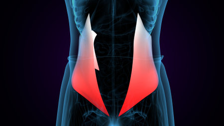 3D Illustration of the Muscles of the Shoulder and Neckの写真素材