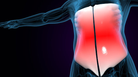 Human body anatomy with highlighted liver anatomy, 3D rendering medical illustrationの写真素材