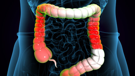 Human Digestive System Anatomy For Medical Concept 3D Illustration
