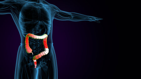 Human Digestive System Anatomy For Medical Concept 3D Illustrationの写真素材