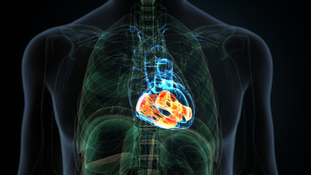Human Heart Anatomy (Lungs) For Medical Concept 3D Illustrationの写真素材