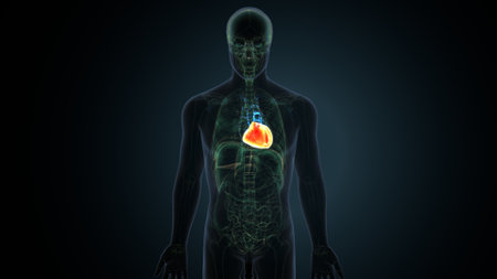 Human Heart anatomy x-ray view on dark background. 3D renderingの写真素材